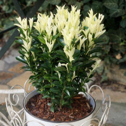 euonymus japonicus -paloma blanca